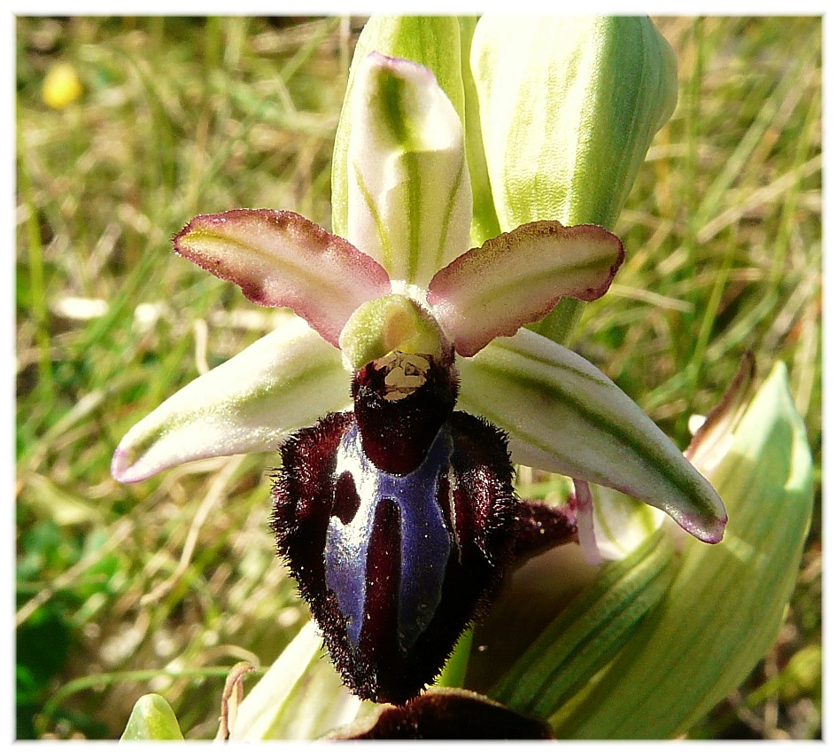 Ophrys Sipontensis